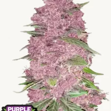 PURPLE LEMONADE Auto